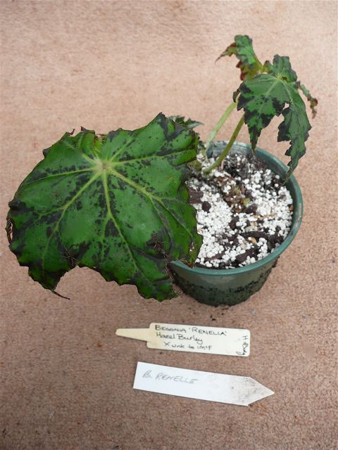 B. ‘Renelle’